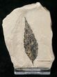 Fossil Fraxinus (Ash) Leaf - Green River Formation #16497-1